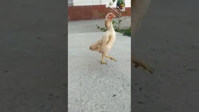 Чу шамо Япония привозной смотреть онлайн