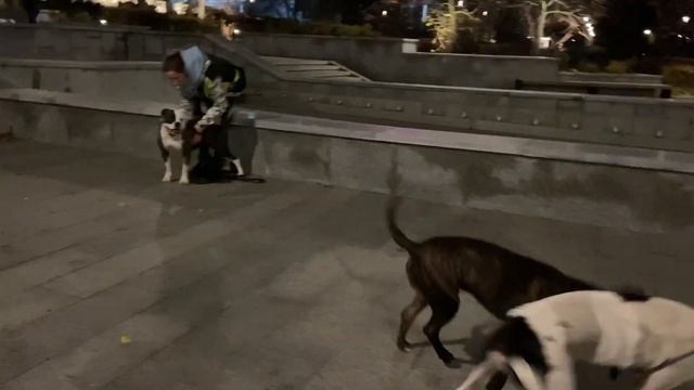 AMERICAN BULLDOG VS THREE DOGS !!! BULL TERRIERS AND BOXER VS AMERICAN BULLDOG