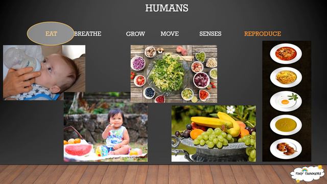 Humans are living or Non Living things? | Tamil | Kids | What are living things смотреть онлайн
