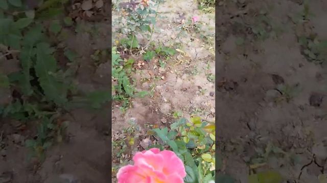 главы 8.9.10 Многие лета Благие лета смотреть онлайн