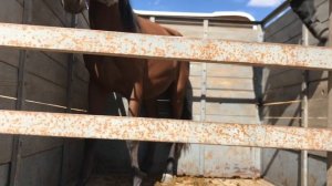 Обучение лошади.ч 1