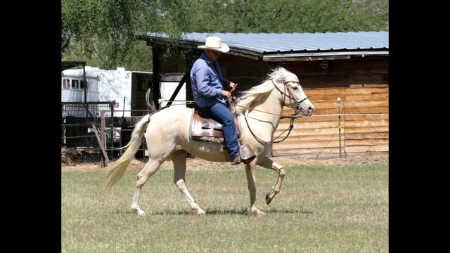 2014, BBC Almira, Ridden by Nevin McQuarrie смотреть онлайн