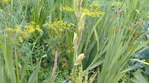 что делать, если гладиолусы не успели зацвести