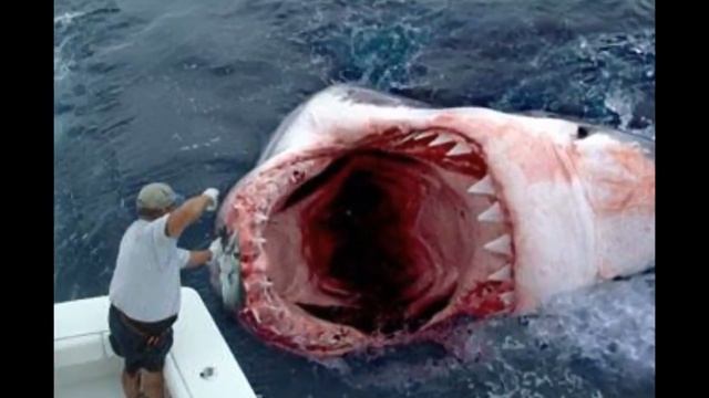 МЕГАЛАДОН СУЩЕСТВУЕТ!!! Самая большая в мире акула смотреть онлайн