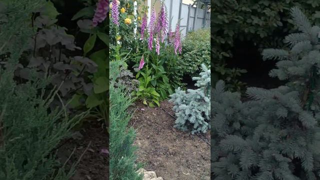 Центральная часть сада. Сад ещё в работе смотреть онлайн