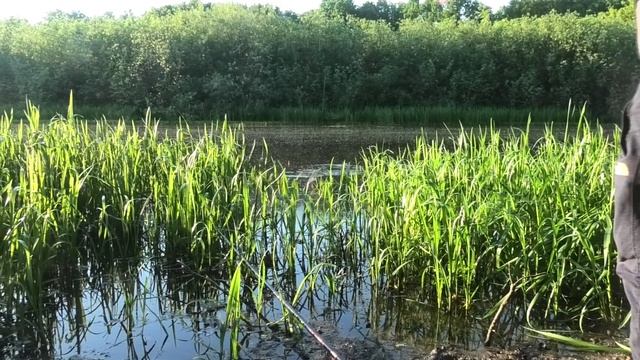 КЛЮЁТ НА КАЖДОМ ЗАБРОСЕ, УСТАЛ ОТ ТАКОЙ РЫБАЛКИ, РЫБАЛКА НА УДОЧКУ, РЫБАЛКА НА КАРАСЯ В НЕРЕСТ смотреть онлайн