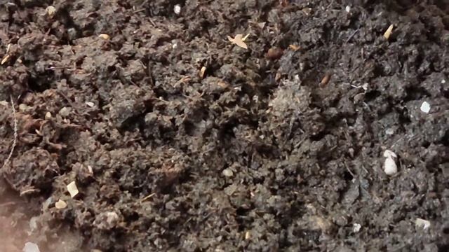 Аморфа кустарниковая (Amorpha) и другие медоносы. 01/02/2022 смотреть онлайн