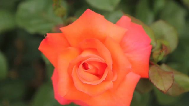 True friendship is like a rose, we don’t realize its beauty until it fades. смотреть онлайн
