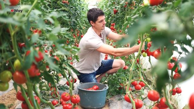 Помидоры с ума сходят от этой аптечной подкормки! Подкормка рассады томатов аспирином! смотреть онлайн