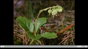 Боровая матка Лечебные свойства
