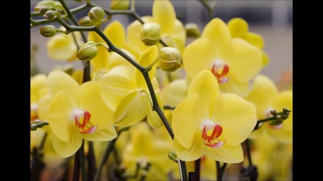 Yellow Phalaenopsis Orchids смотреть онлайн
