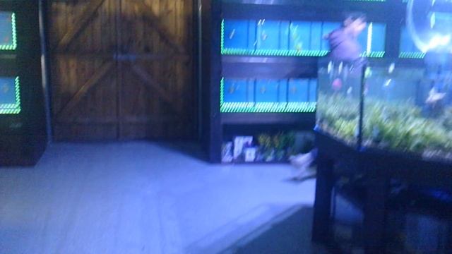 Tropical fish shop build, today we get a new team member смотреть онлайн