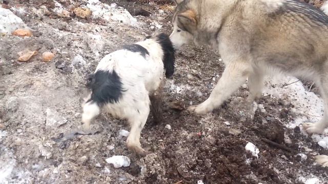 Ягдтерьер спаниель и маламут смотреть онлайн