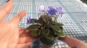 La belle fleur du jour: Baby Brian.  Une variété de ma collection de plantes violettes africaines