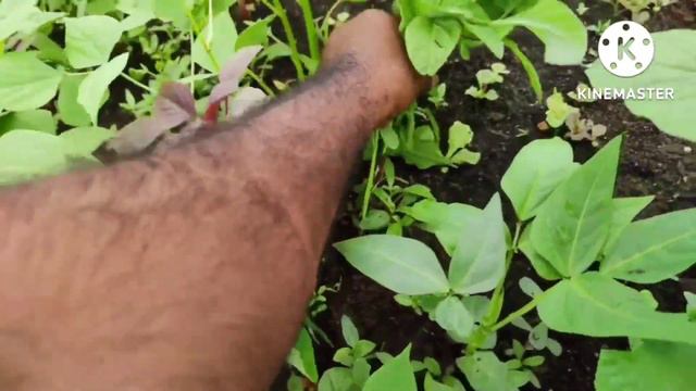 6 Varietys Of Greens Grow In My Terrace Garden 6రకాల ఆకుకూరలు