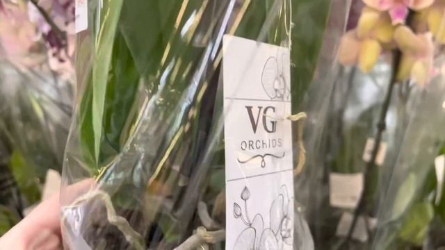 Я во сне❗️?Море КРАСИВЕЙШИХ ОРХИДЕИ биг липов в Леруа Мерлен г. Оренбург смотреть онлайн