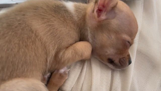 Двухмесячный щенок чихуахуа: позы для сна #AmyDog смотреть онлайн