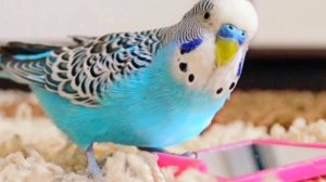 Часть: 3 Болезни волнистых попугаев // Как вылечить попугая?