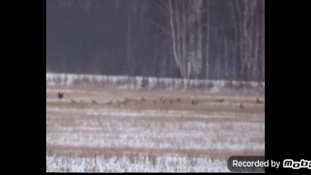 КРЕЧЕТ и интересные ФАКТЫ о нём смотреть онлайн