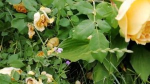 Роза Тизинг Джорджия (Teasing Georgia)  Austin Великобритания, 1988)