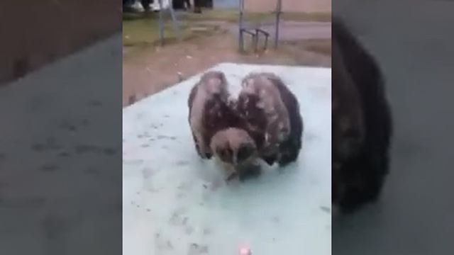 СОВА в реальной жизни!!!? смотреть онлайн