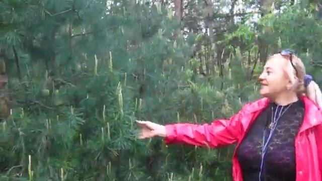 Леса острова Хортица смотреть онлайн