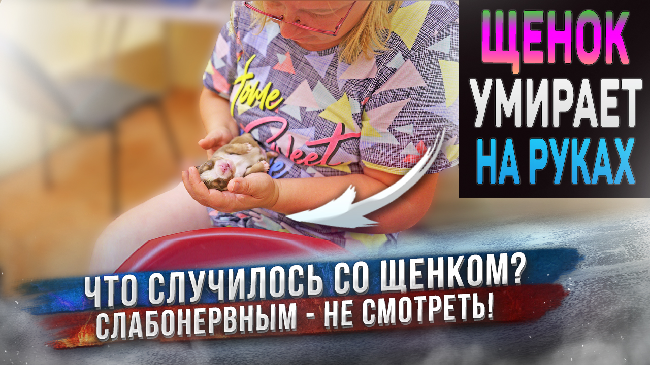 Трагедия с щенком. Вы тоже расплачетесь от этого видео ? смотреть онлайн