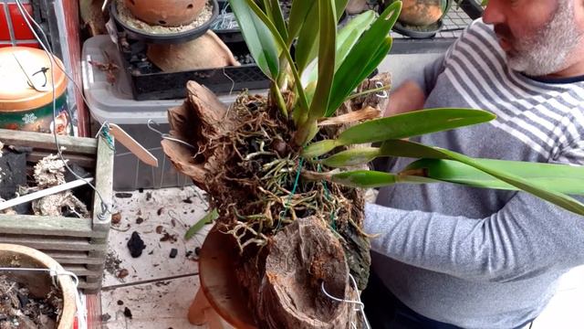 Cattleya purpurata aço em nó de Pinho #mauricisses смотреть онлайн