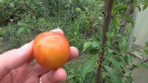 Диплоїдна слива Мун Глоб