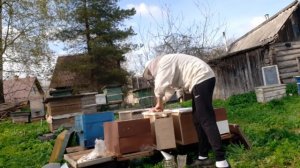 Среднерусские пчелы. Прибавление на пасеке. Покупка пчелопакетов