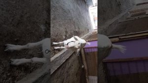 АСД 2 фракция