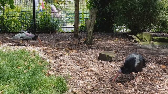 Необычный зоопарк в Бирмингеме в Англии. смотреть онлайн