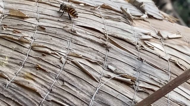 Catch the Queen Bee. Get forest honey / building life. mountain life (EP.21) смотреть онлайн