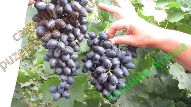 Виноград Кишмиш Аттика - один из лучших кишмишей лета. Греческий кишмиш (Пузенко Наталья Лариасовна