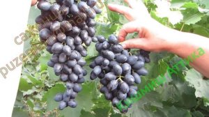 Виноград Кишмиш Аттика - один из лучших кишмишей лета. Греческий кишмиш (Пузенко Наталья Лариасовна