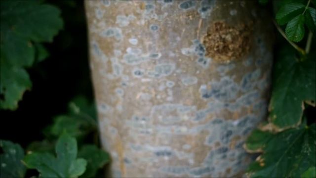 Pentax K-5 with AUTO REVUENON 50 mm 1:1.4 footage смотреть онлайн