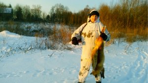 ОХОТА С ГОНЧИМИ НА ЛИС. ВЫДАЛАСЬ НЕРЕАЛЬНАЯ ОХОТА.mp4