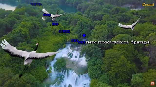 Formatia Curnut (Группа Курнуц) - Журави (далеко далеко журавли улетели) #курнуц смотреть онлайн