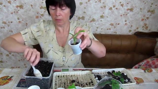 Стрептокарпусы: рассаживаем деток. Сайт Www.fialki-mk.ru