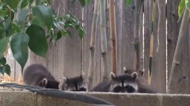 Baby trash pandas Pt. 3 смотреть онлайн