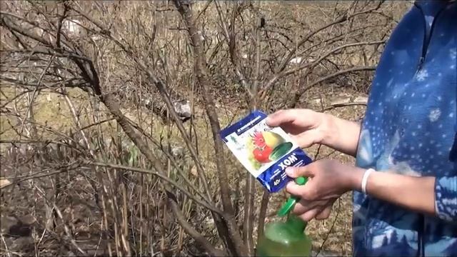 Болезни вишни, сливы и других косточковых культур. Сайт sadovymir.ru смотреть онлайн