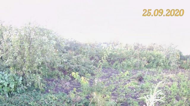 Выращивание абрикосов в Челябинске. Абрикос сорт Краснощёкий. Прирост абрикоса на биогумусе за сезо смотреть онлайн