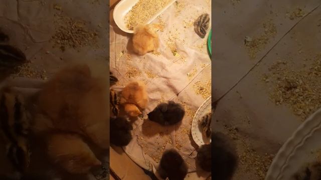 надо в дорогу дорогу дорогу мне торопиться надо узнать надо узнать что я за птица смотреть онлайн