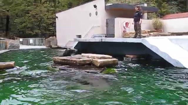 Водное шоу - зоопарк Любляна смотреть онлайн