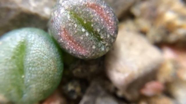 Lithops karasmontana v. laterita and Lithops karasmontana v. mickbergensis cv. red top смотреть онлайн