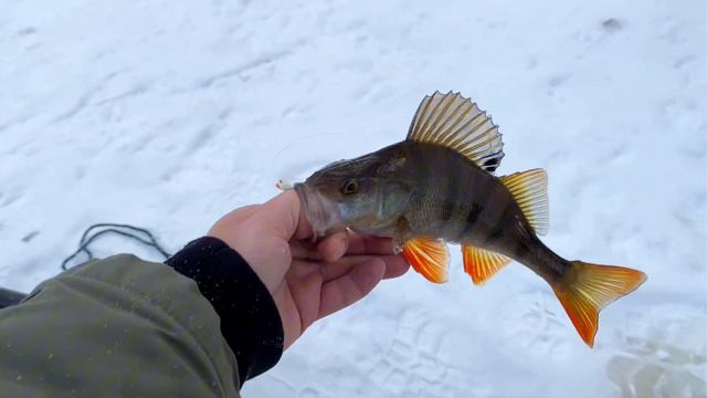 Где КЛЮЁТ Окунь? Наловили Окуня в ЛЕСУ на Мормышку!Таёжная речка Сибири ХМАО. Ice Fishing ❄️❄️❄️ смотреть онлайн