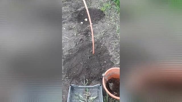 24 мая 2020 Экспериментальный картофель на большом расстоянии и ростками смотреть онлайн