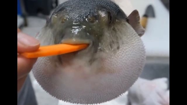 The Pufferfish meme reversed смотреть онлайн
