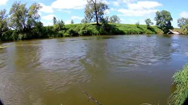Голавль на каждом третьем забросе...Ловля голавля на спиннинг. Рыбалка в начале лета. смотреть онлайн
