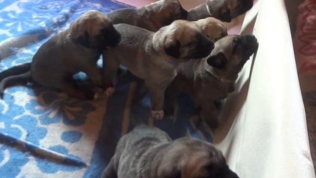 Кангалы (Анатолийская овчарка). Щенкам 21 день. Когда нас будут кормить? смотреть онлайн